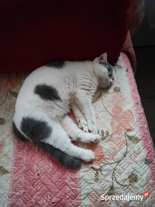 Prześliczny niebieski arlekin szuka nowego domu Zwierzęta Warszawa