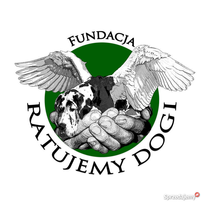 Lena Dog Niemiecki do adopcji Warszawa