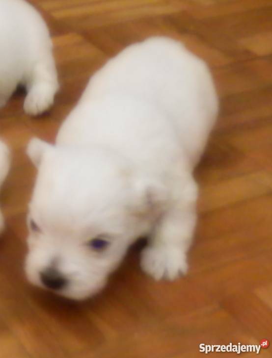 Śliczne szczeniaki West Kutno