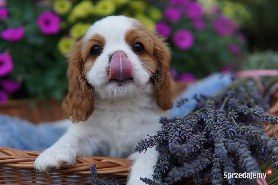 Szczenięta Cavalier King Charles Spaniel Rzeszów