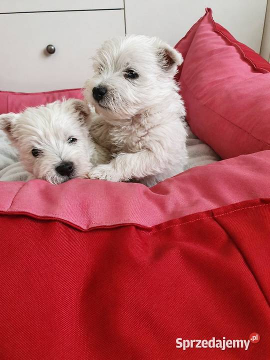 Śliczna Suczka West Highland White Terrier Z