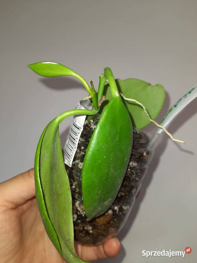 Hoya diptera Warszawa