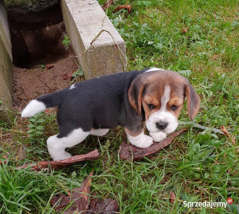 Beagle szczeniaki ZKwPFCI