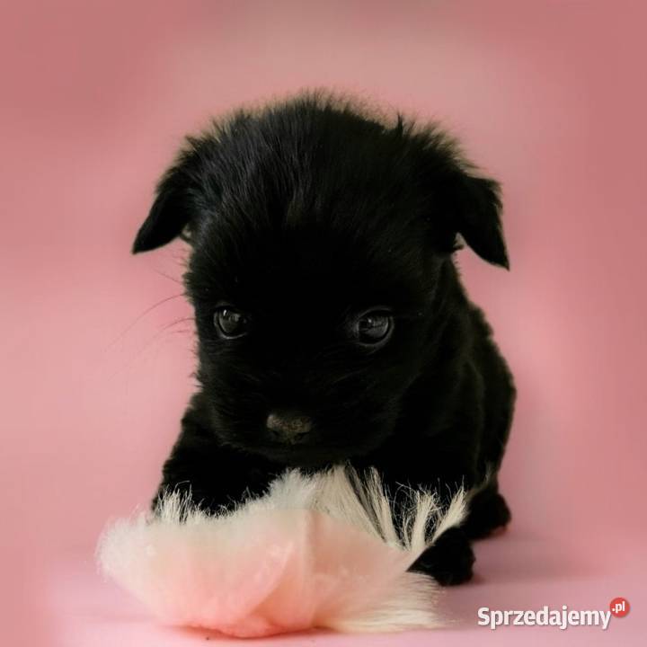 Cała Czarna Suczka York Bez Bieli UNIKATOWA Opole