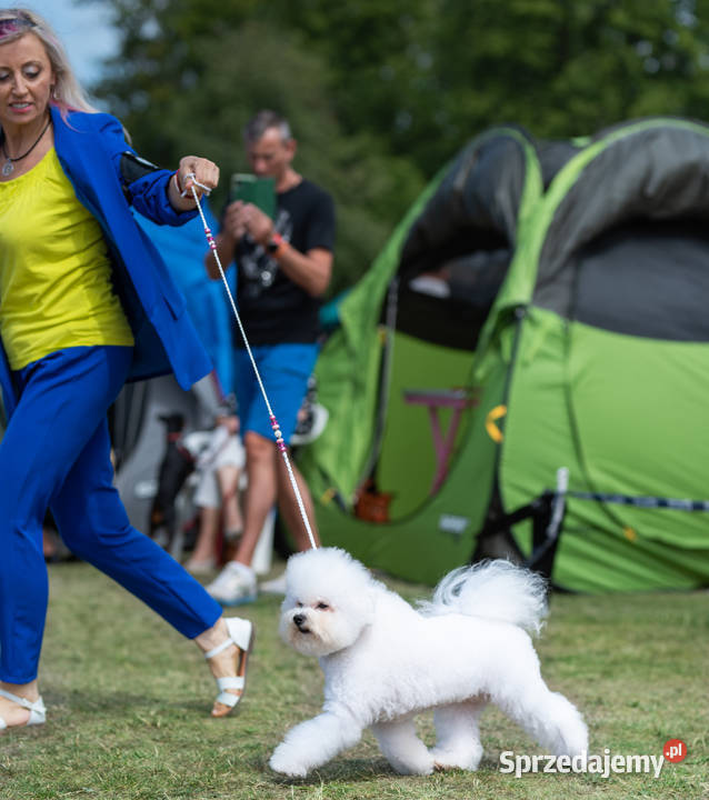 hodowla ZKwP oferuje szczenięta bichon frise FCI sprzedam