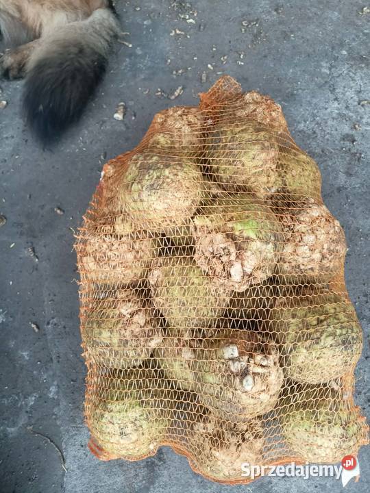 Seler brudny łódzkie Warta