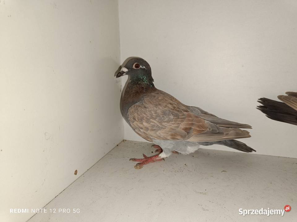 Gołębie Pocztowe Piękne Kolory