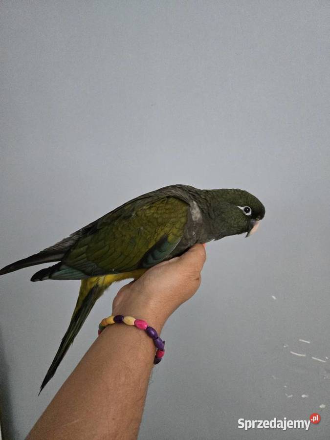 Konura Patagonka Ręcznie karmiona sprzedam