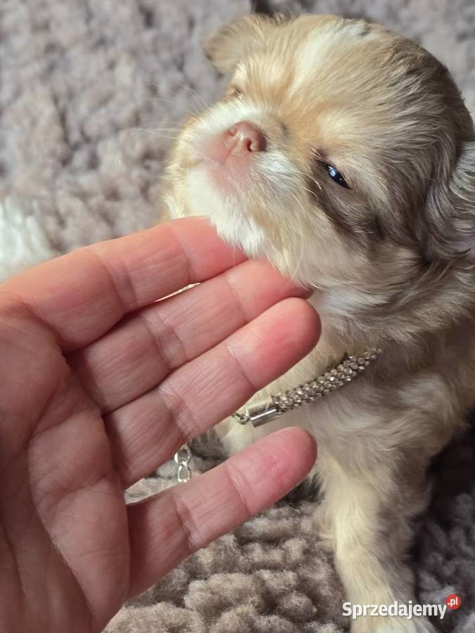 Chihuahua Biszkoptowy piesek Xxs Bielsko-Biała