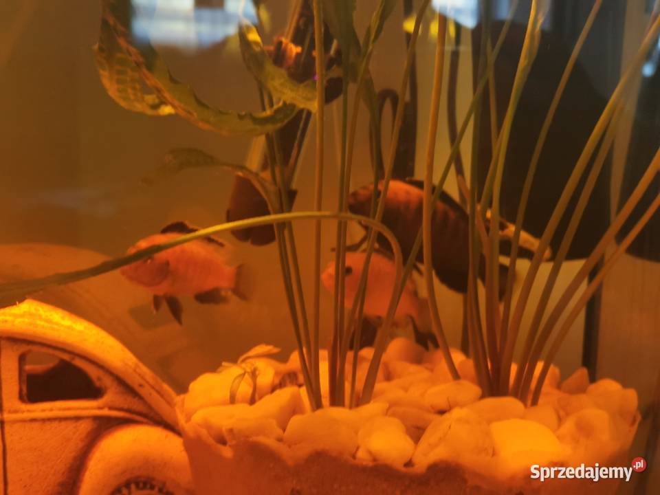 Ryby Rybki Akwariowe Akwaryjne Pyszczaki Grodzisk Wielkopolski