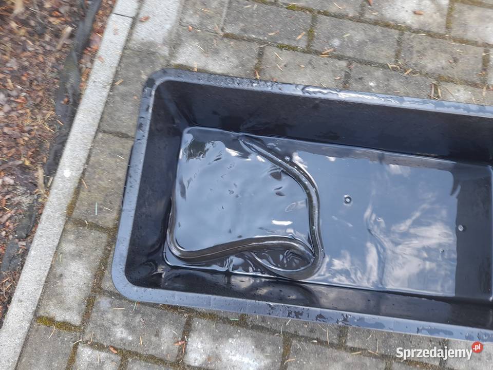 Żywe ryby węgorze jesiotr karppstrągnarybek lina Ślesin sprzedam