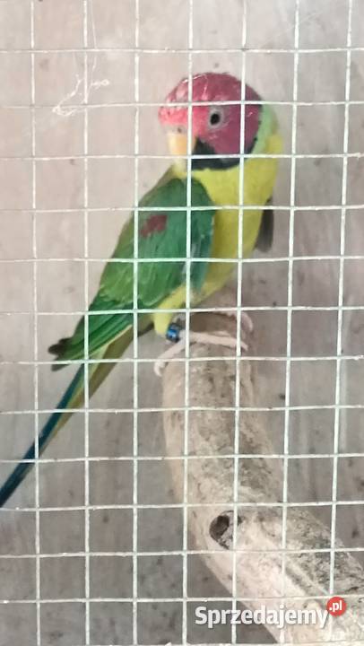 Papugi śliwogłowe śląskie