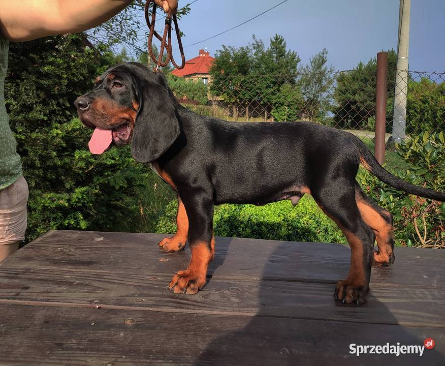 Szczenięta gończy polski zkwp FCI małopolskie Tymbark sprzedam