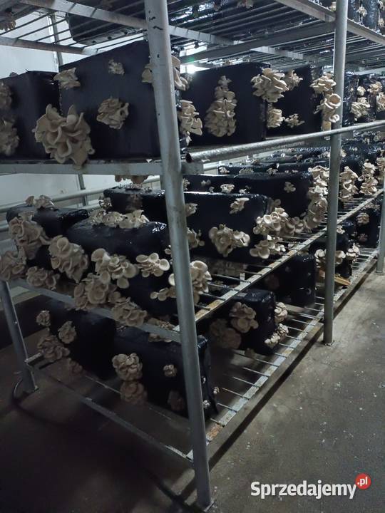 Boczniaki Wielichowo