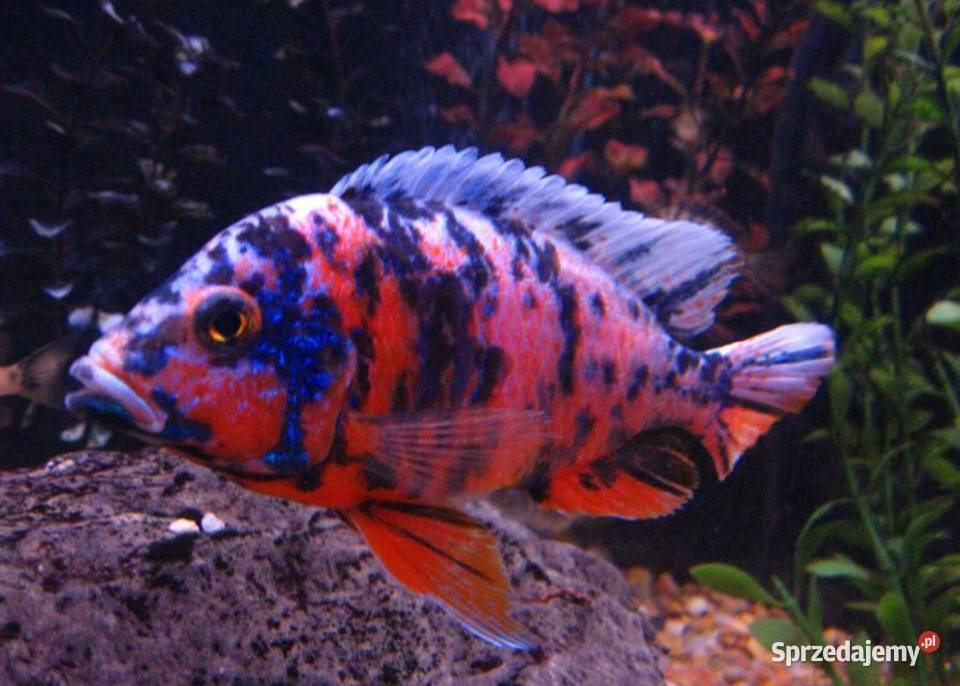 Aulonocara calico RED OB Pyszczak Pyszczaki Gdańsk