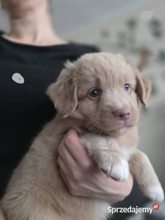 Nova Scotia Duck Tolling Retriever Pruszcz Gdański sprzedam