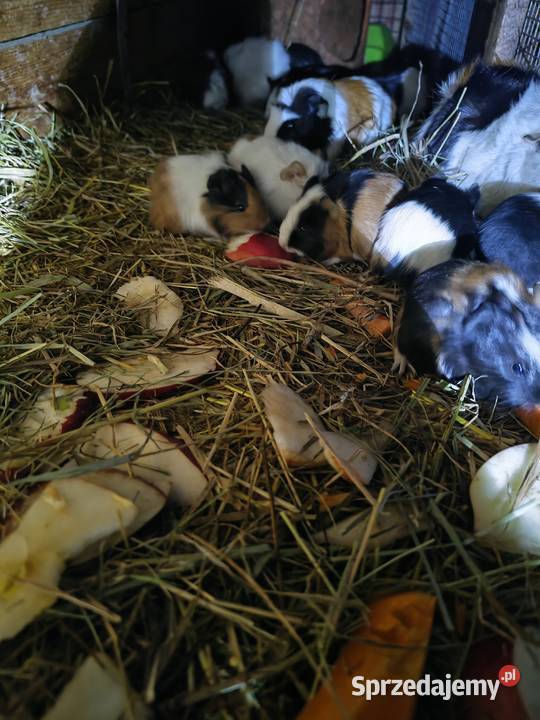 Sprzedam Świnki Morskie 503465488 Wólka Zastawska