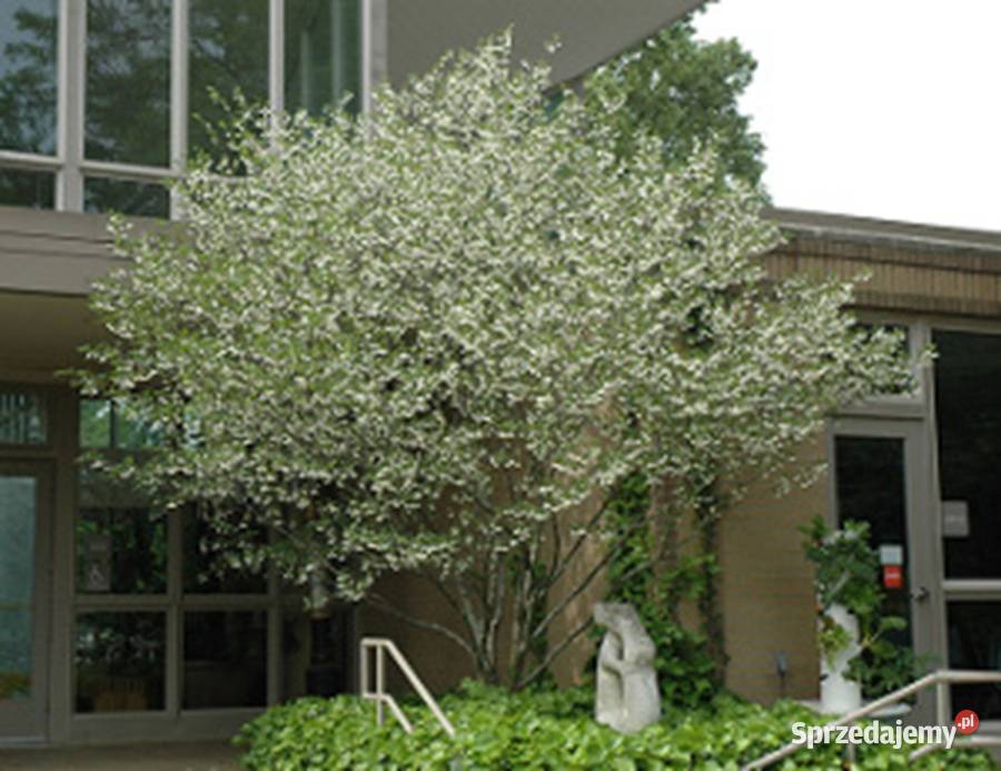 STYRAK JAPOŃSKI Styrax japonica NASIONA 40 sztuk Lubanie