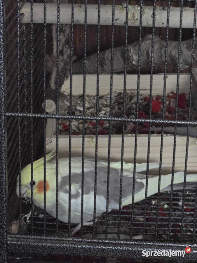 Nimfa sprzedam Ptaki Łódź sprzedam