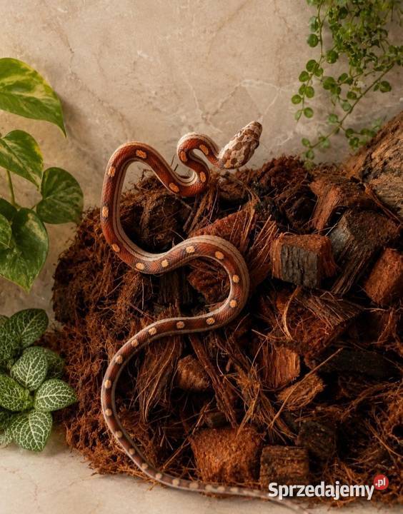 Wąż zbożowy Motley 100 het caramel Pisarzowice