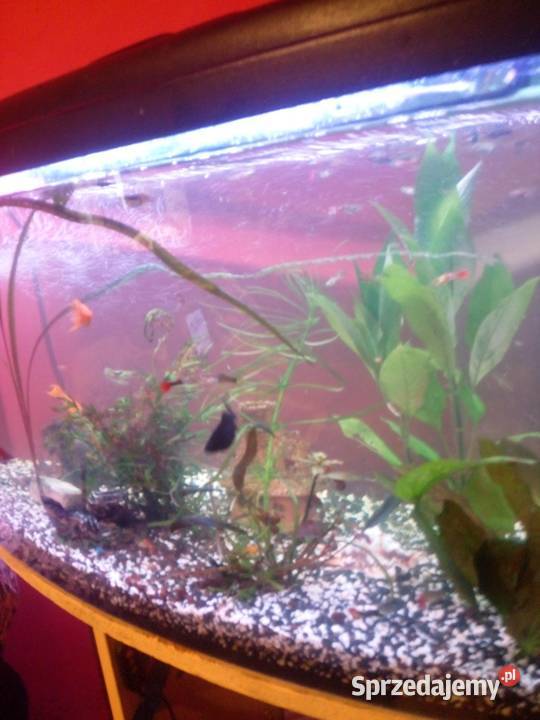 Sprzedam akwarium z rybkami wyposażeniem Prochowice sprzedam