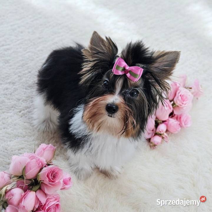 Piękna Miniaturowa maleńka Suczka York Biewer Do Opole