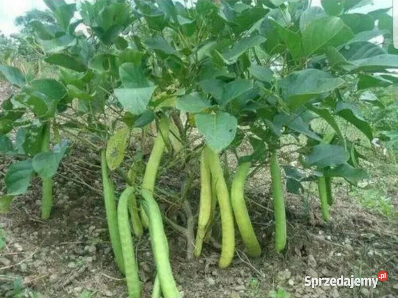 KANAWALIA MIECZOKSZTAŁTNA  Canavalia ensiformis Lubanie