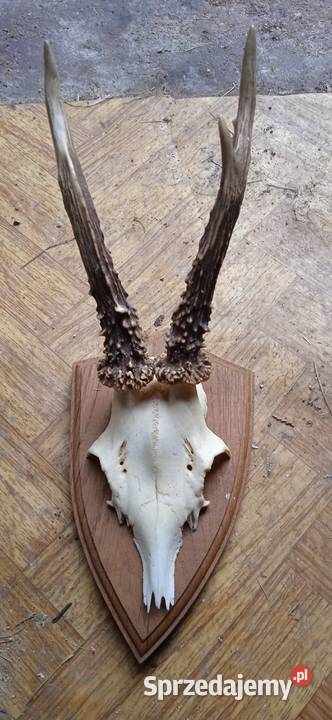 Poroża Male Świdnica