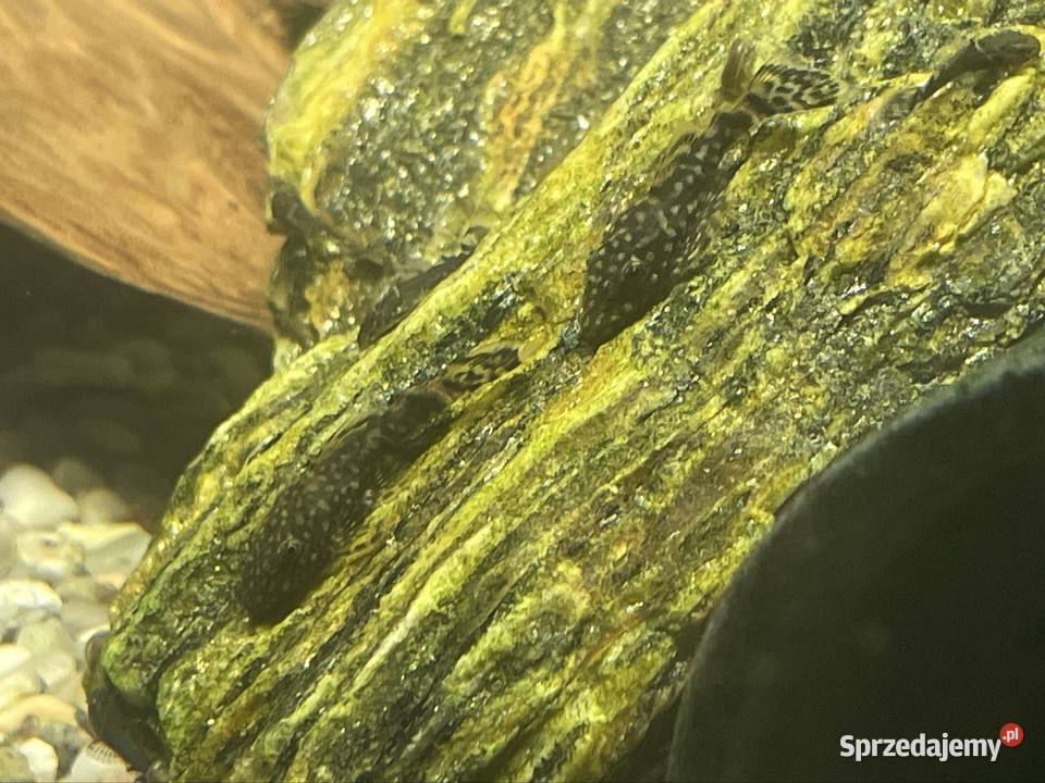 Zbrojnik Niebieski Glonojad Ancistrus Tomaszów Lubelski