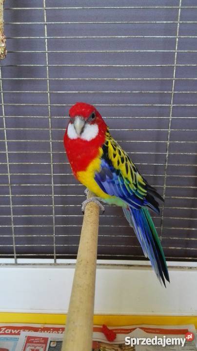 Sprzedam rozelle białolicą