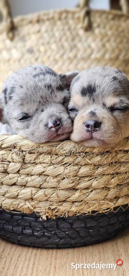 Chihuahua chłopak dziewczynka Chihuahua Pszów