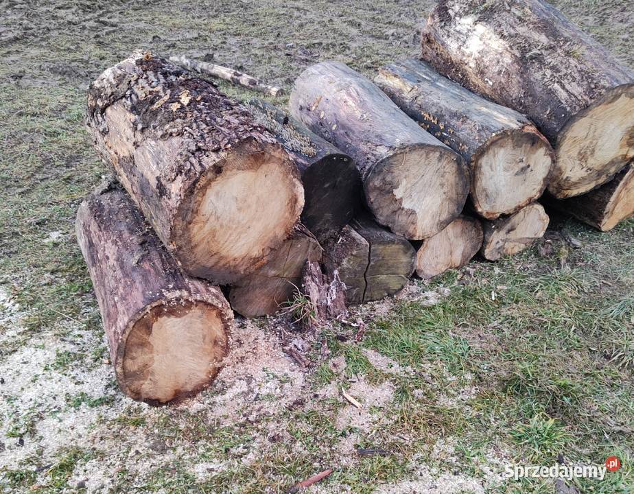 Dąb drewno opałowe Osobnica
