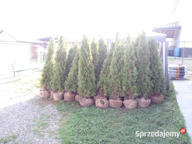 Tuja szmaragd szmaragdowa żywotnik zachodni Jasło sprzedam