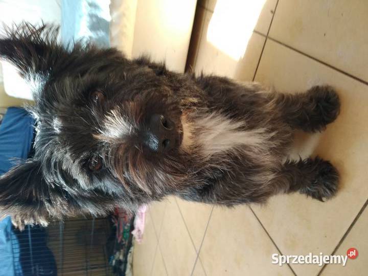 Cairn terrier suczka szczeniaki pomorskie Przywidz sprzedam