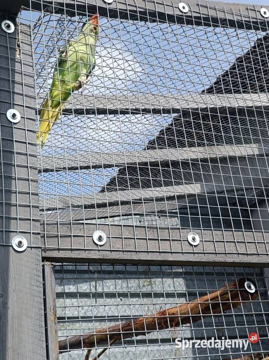 Akekdandtetta Wielka mazowieckie Płońsk
