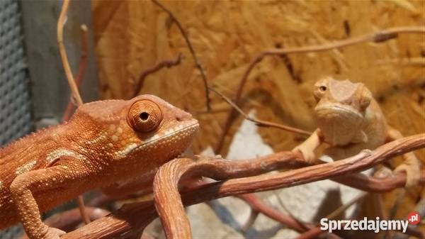 sprzedam kameleon lamparci tamatave Częstochowa sprzedam
