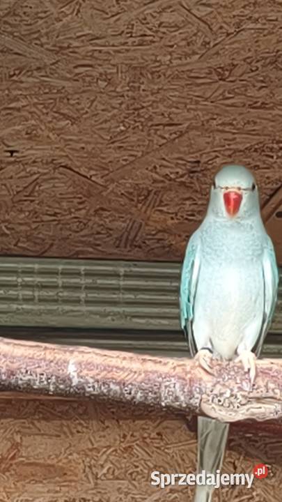 Aleksandretta aleksandretty Ptaki Wielmoża