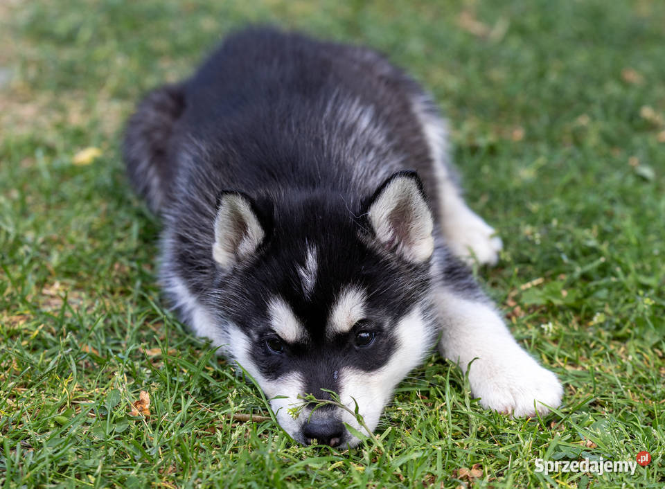 Piesek Siberian Husky szczeniak Wola Zarczycka