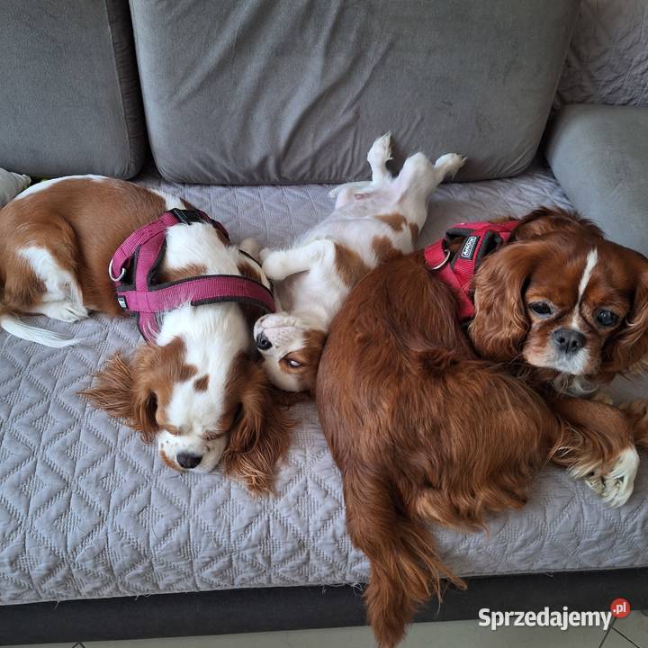 Cavalieki małe szukają domu pełnego miłości mazowieckie Płock