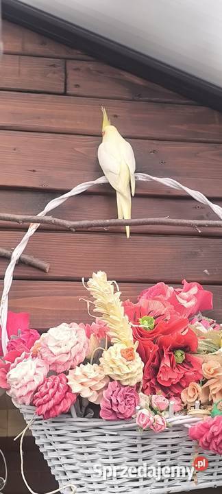 Młode papużki Nimfy Lutino Kwaczała