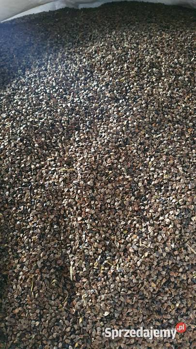 gryka 2025 konwersja nie dosuszanaczyszczona Terespol