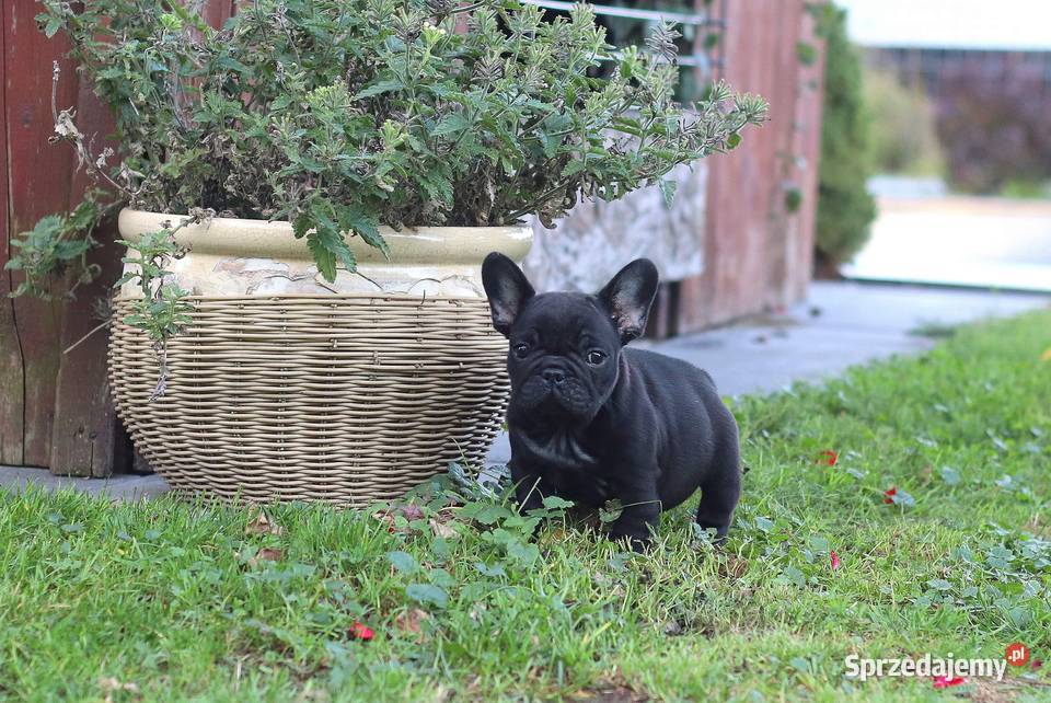 Buldog francuski piesek ZKwPFCI Świerklany