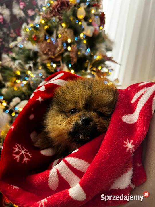szpic miniaturowy pomeranian Krosno sprzedam