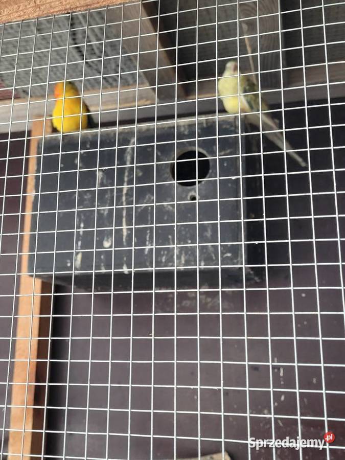 Swiergotki woliera 6 3parki Objezierze