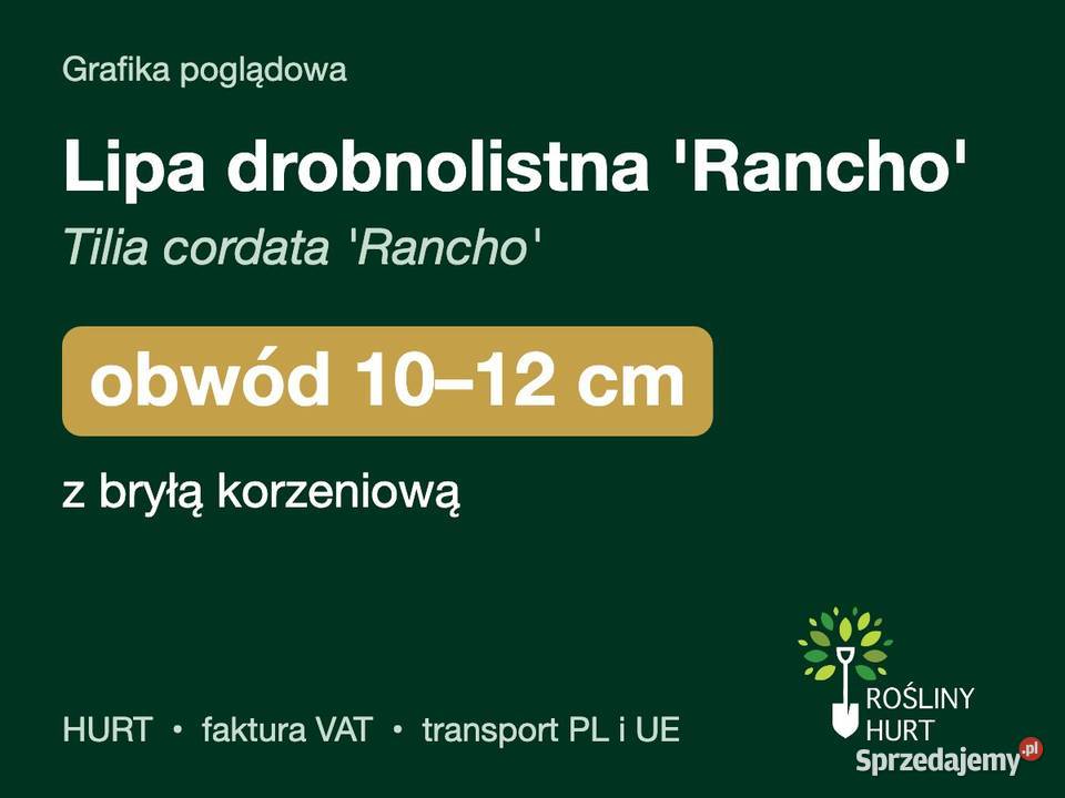 Lipa drobnolistna Rancho obwód 1012 z bryłą HURT sprzedam
