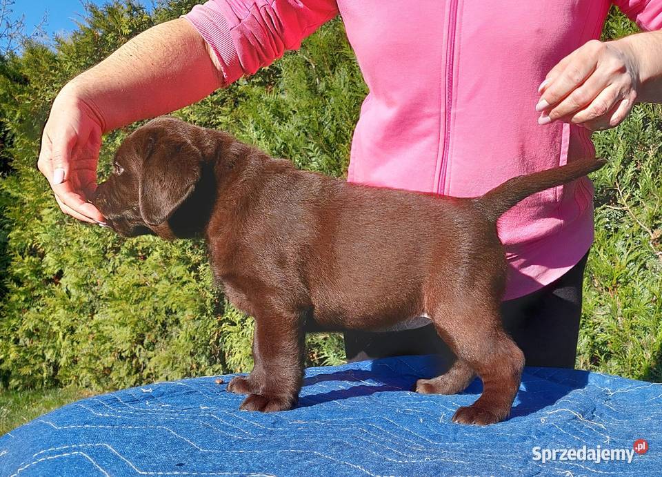 Labrador Retriever ZKwPFCI czekoladowa sunia Szczawin sprzedam