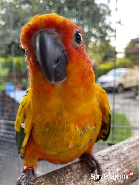 Sprzedam konury słoneczne Damasławek