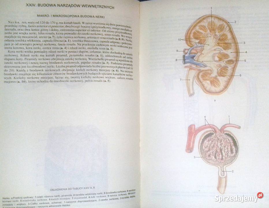 Mały atlas anatomiczny Witold Sylwanowicz lubelskie Chełm