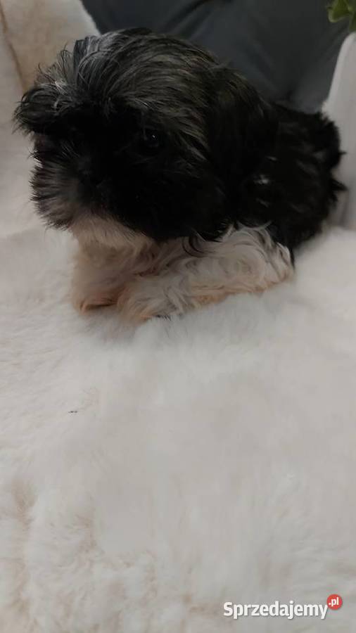 Śliczną malutka suczka shih tzu Brzeg Dolny