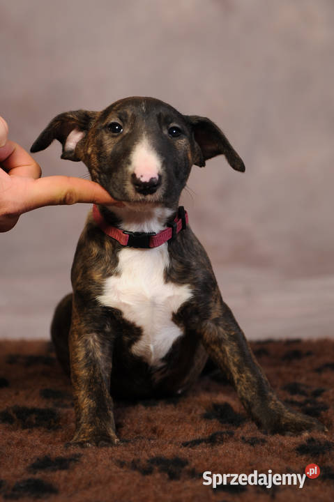 Bulterier Standard z rodowodem hodowla FCI Rytel